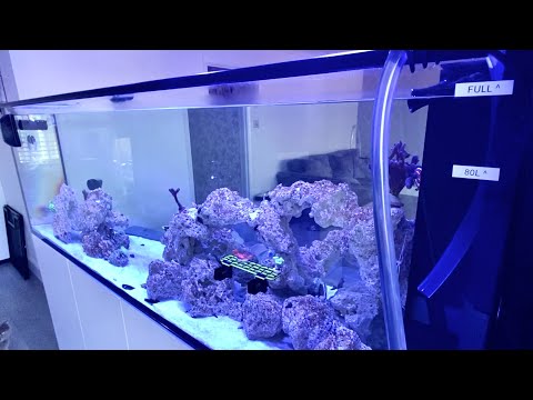 Waterbox peninsula 7225 rimless reef aquarium build ep 20. Waterchange day