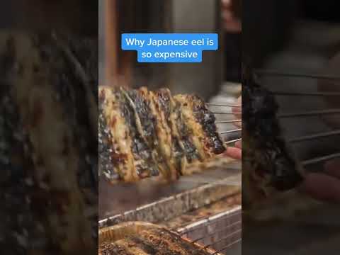 ニホンウナギが採れるまで #ショートパンツ (How Japanese eels are harvested #shorts)