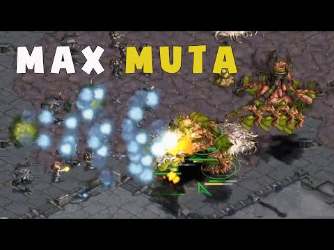 Full Muta in Game - FlaSh vs. Queen in SC Remastered