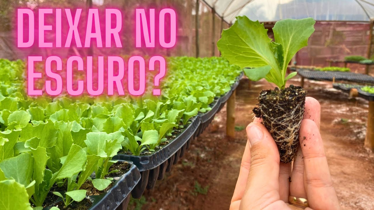 O MANEJO CORRETO DAS MUDAS DE HORTALIÇAS