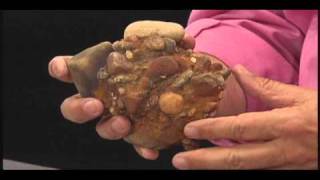 Nature Notes Sedimentary Rock -- Conglomerate Rock -- "Pudding Stone" Nature Notes Sedimentary Rock -- Conglomerate Rock -- "Pudding Stone"