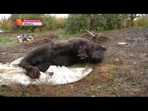 сбежавший медведь убил 87 летнего инвалида войны, но и сам был убит 9 пулями из полицейского ПМ