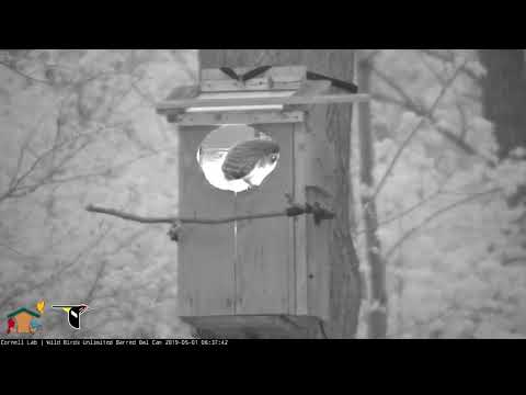 Owlet Perches On Nest Box Hole As Adult Stops By With Prey – May 1, 2019