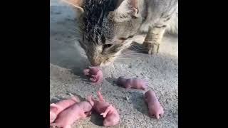 fare yavrularını yiyen kedi