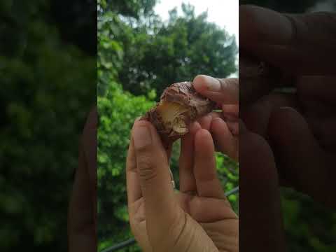 Twix Fun Size Caramel Cookie Chocolate Bar | Lots of candies