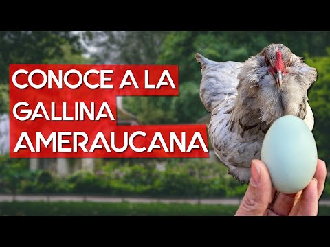 , title : 'Gallina Ameraucana 🐔 La raza de gallina de huevos azules de los EE.UU'