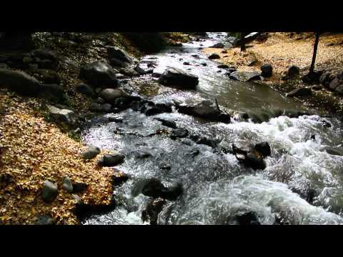 JORGE HERRERA ROGERS - ESTOY CONTENIDO