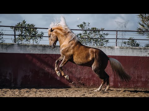 Horse for Sale |  Golden crossbreed Palomino - ideal for amateur riders (REF#469)