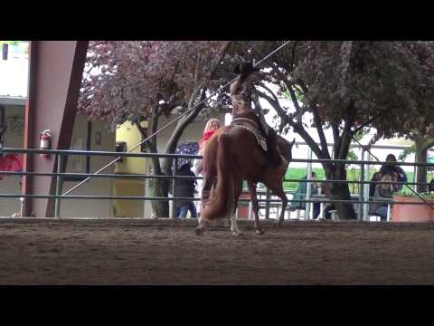 Gold N Grand Limit Am Pleasure #2