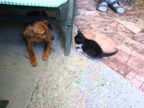 Bertik se seznamuje s Rapkou 2