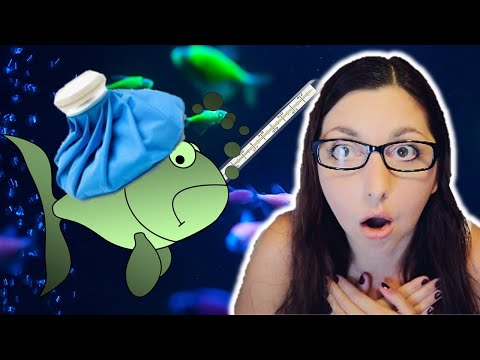 Ammonia Poisoning In Fish 🐟 Fish Disease Prevention And Treatment