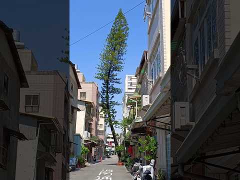 🌳&ldquo;生命&rdquo;自會找到出路💯！真的！#神奇的路中樹！