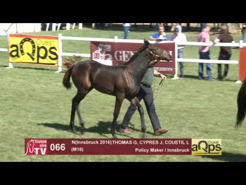 Show AQPS Le Lion 2016 : Lot 66 - N(Innsbruck 2016)