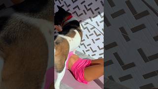 POV: Fitness Girl With Long Legs Tries To Workout… But Her Dog Interrupts 😂#fitgirl