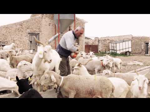 , title : 'La vida del pastor | Entrevista a pastores de ovejas'