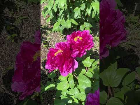 牡丹をどこに植えますか？展示、フロアなど  庭園