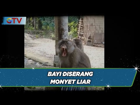 Warga di Banten Resah dengan Serangan Monyet Liar, Bayi Laki-laki jadi Korban - BIP 07/12