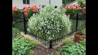Mid July Garden and Container tour