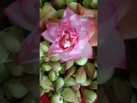 Laxmi Mata ke liye Kamal 🙏🌺🌷#flowers #shorts #pallavi