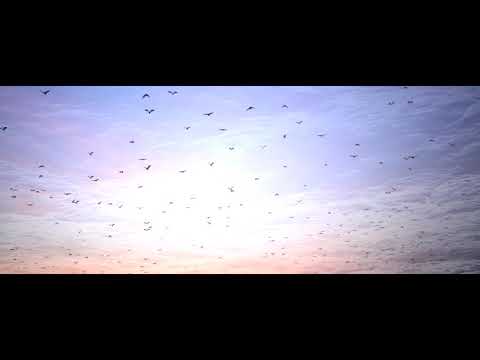 PATRICK HAMILTON - Infinite (OFFICIAL VIDEO)