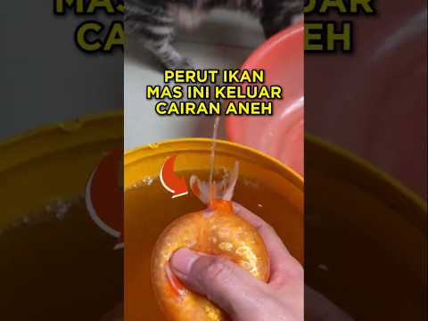 Ikan Mas Ini Sedang Menderita Perut Bengkak (Asites) 🐟 #shorts #ikan