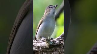Download lagu Dengarkan Suara Burung Vireo Bermata Merah mp3