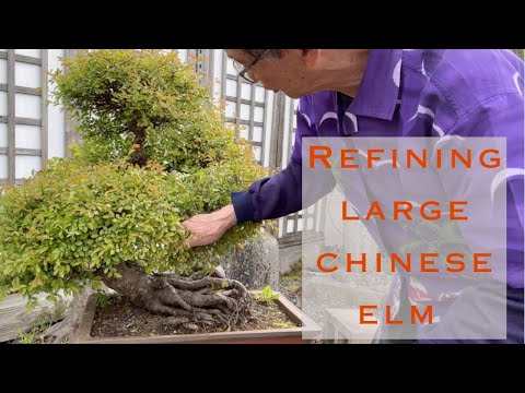 Refining A Large Chinese Elm Pruning