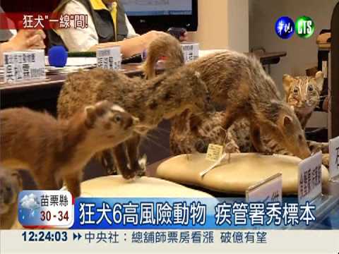圍堵狂犬疫情 力守苗栗最後防線
