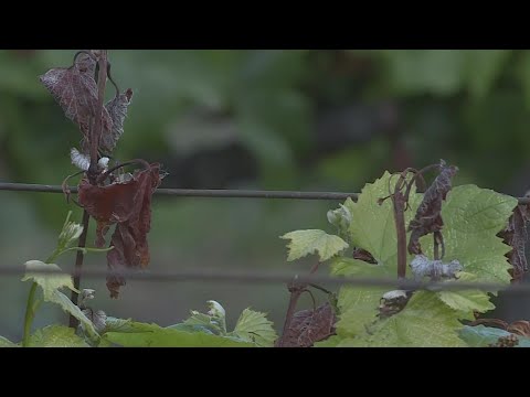 Lodi-Area Vineyards Still Feeling Impact Of April Frost