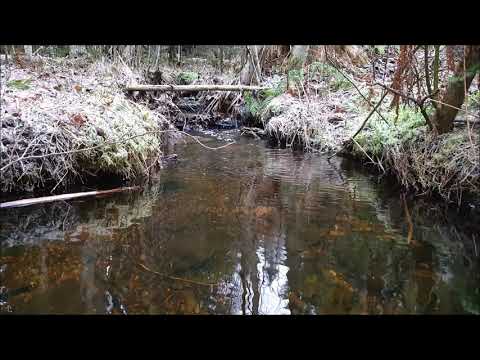 Daniel Kandi Pres. Timmus - Symphonica (MahyarZ Edit)