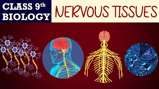 #Tissues part-11 (Animated) | Nervous TISSUES | | CBSE CLASS 9 | Biology Chapter-6 | NCERT Science