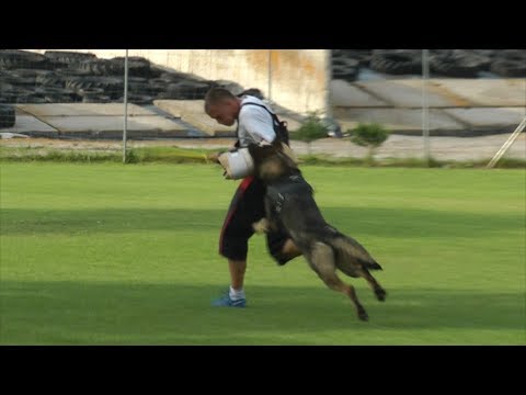 Conor Weerdon - 18mo old / IPO Protection Training