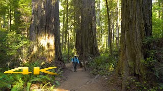 Redwood The Boy Scout Tree Trail 4K Virtual Walk