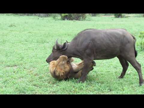 EXTREMELY RARE!!! Fearless Male Lion attacks Buffalo Herd, ALONE!!!