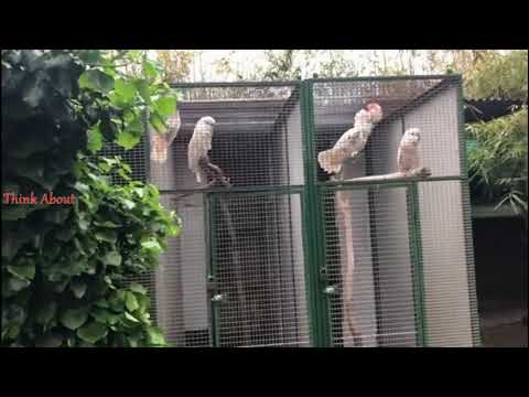 Moluccan Cockatoo in Breeding setup #viral #cute #breeding #cockatoo #subscribe