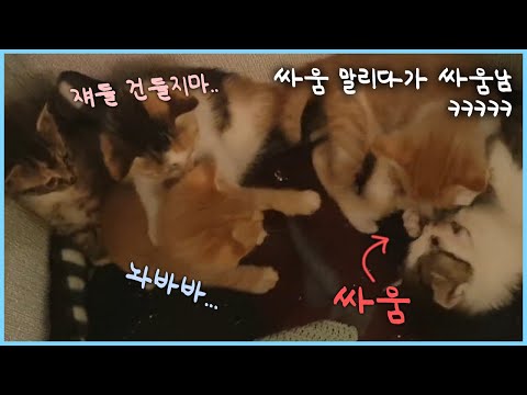 싸움은 말리다가 나는 싸움이 진짜지 Fighting while stopping the fight.