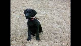 Kooks See The Sun - Funny Black Lab Puppy Named Bubba