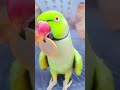 Pushpa Is So Bent Mittu Beta Shorts Mittu Talkingparrot