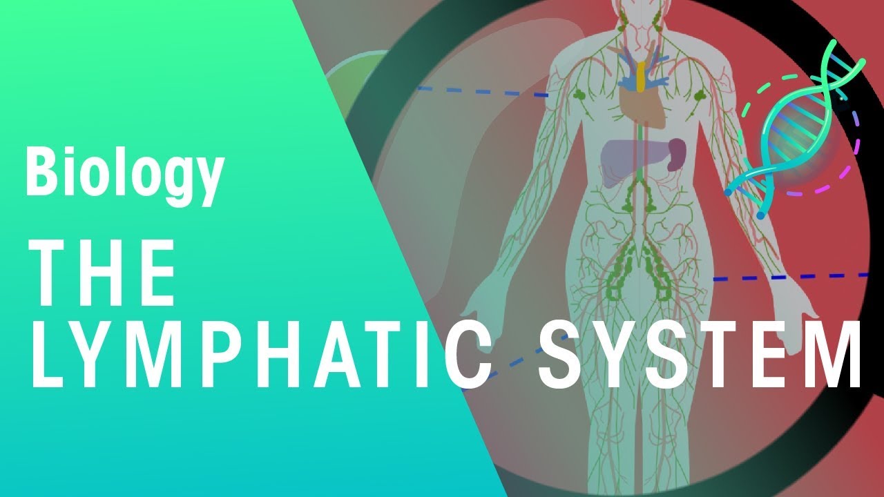 The Lymphatic System | Health | Biology | FuseSchool