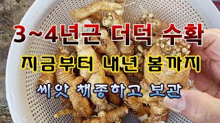 [텃밭농부 2,125]  3~4년생 더덕 수확. 씨앗 채종 방법.  #더덕재배