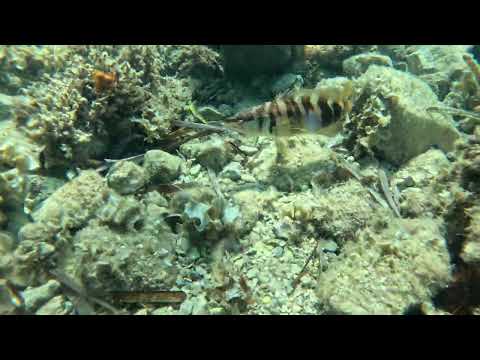 Serranus scriba