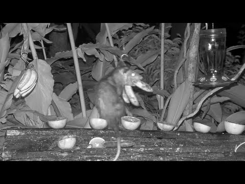 Common Opossum Takes Whole Banana On The Panama Fruit Feeder – May 4, 2021