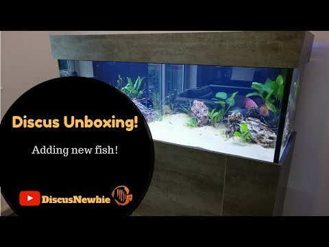 Discus Unboxing - the forgotten new Discus fish! Adding new Discus to the custom display tank