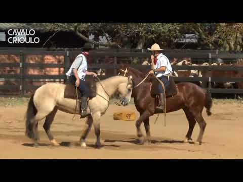 Boina do Cavajú Porã • Melhor Prova de Campo II das Fêmeas na Classificatória do Paraná 2024