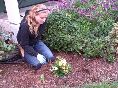How to Prune Alstroemeria or Peruvian Lily.AVI