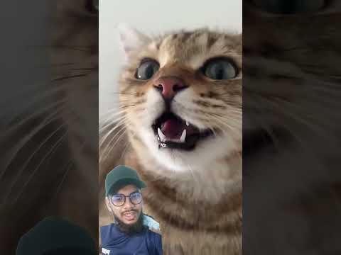 Maw Maw😁 Very Cute Cat #cat #catlover #funny