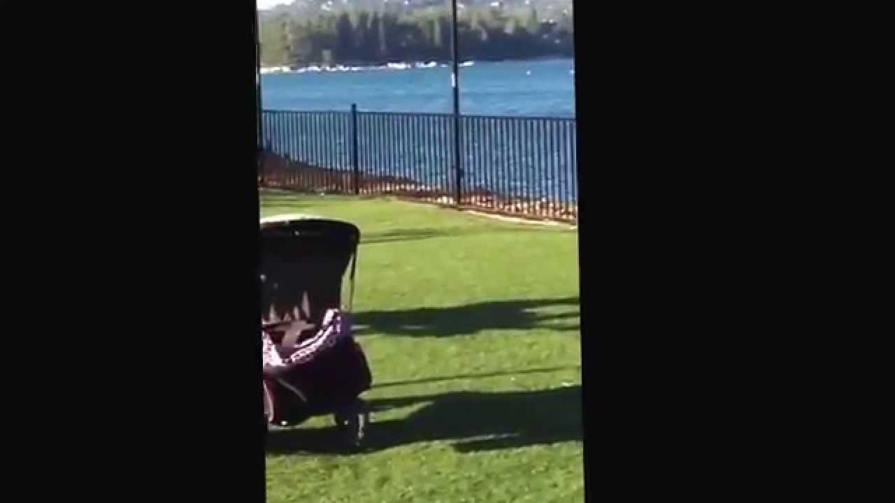 Sachi 4 month old MinPin for adoption through IMPS Miniature Pinscher Rescue in Southern California