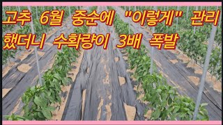 고추 6월 중순에 "이렇게" 관리했더니 수확량이 3배 폭발(농사의신)