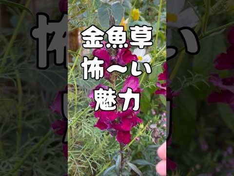 悪いコンパニオンプランツ