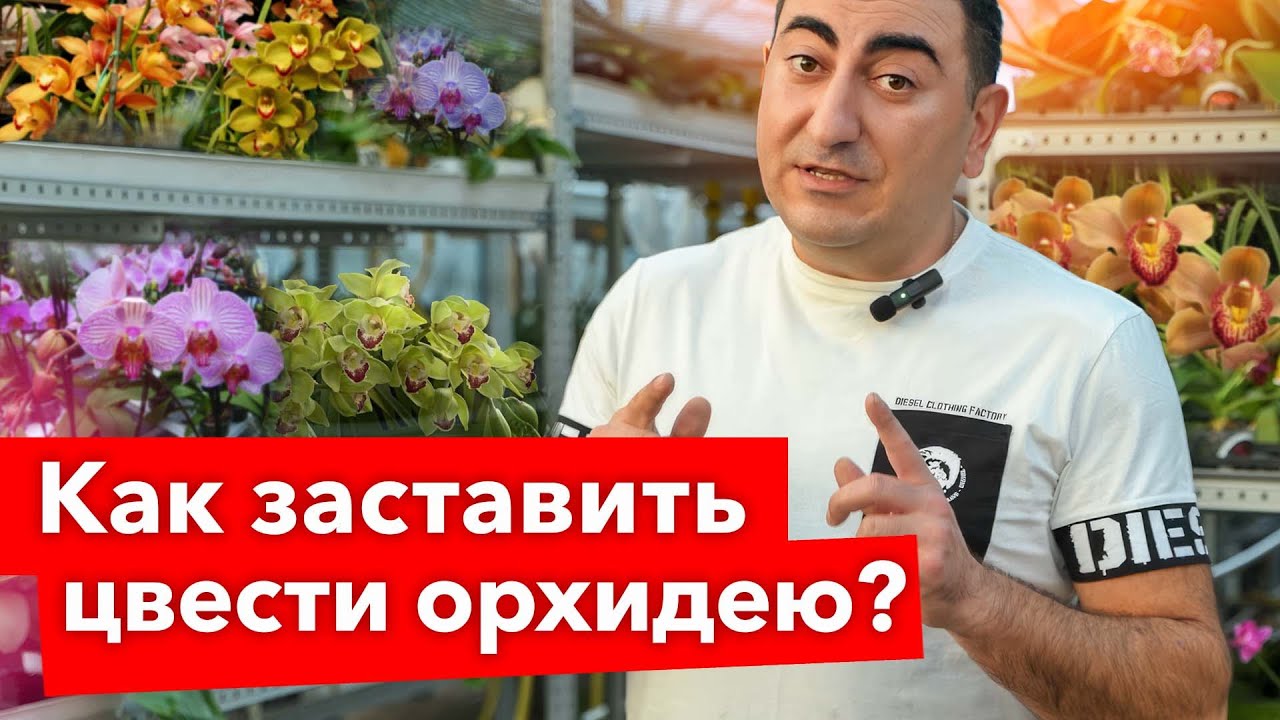 ОРХИДЕЯ ПЫШНО ЦВЕТЕТ КРУГЛЫЙ ГОД! Простой прием, который заставит зацвести любую орхидею